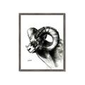 Picture of Sketched Ram _GroupedProduct_Rectangle_Portrait_Framed_Matted_