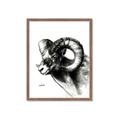 Picture of Sketched Ram _GroupedProduct_Rectangle_Portrait_Framed_Matted_