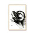 Picture of Sketched Ram _GroupedProduct_Rectangle_Portrait_Framed_Matted_