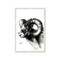 Picture of Sketched Ram _GroupedProduct_Rectangle_Portrait_Framed_Matted_