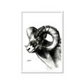 Picture of Sketched Ram _GroupedProduct_Rectangle_Portrait_Framed_Matted_