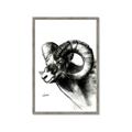 Picture of Sketched Ram _GroupedProduct_Rectangle_Portrait_Framed_Matted_