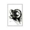 Picture of Sketched Ram _GroupedProduct_Rectangle_Portrait_Framed_Matted_