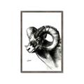 Picture of Sketched Ram _GroupedProduct_Rectangle_Portrait_Framed_Matted_