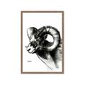 Picture of Sketched Ram _GroupedProduct_Rectangle_Portrait_Framed_Matted_