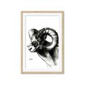 Picture of Sketched Ram _GroupedProduct_Rectangle_Portrait_Framed_Matted_