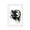 Picture of Sketched Ram _GroupedProduct_Rectangle_Portrait_Framed_Matted_