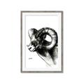 Picture of Sketched Ram _GroupedProduct_Rectangle_Portrait_Framed_Matted_