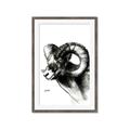 Picture of Sketched Ram _GroupedProduct_Rectangle_Portrait_Framed_Matted_