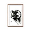Picture of Sketched Ram _GroupedProduct_Rectangle_Portrait_Framed_Matted_