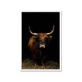 Picture of Dixie, the Bull II _GroupedProduct_Rectangle_Portrait_Photography _GroupedProduct_Rectangle_Portrait_Framed_Matted_