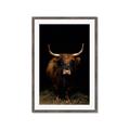 Picture of Dixie, the Bull II _GroupedProduct_Rectangle_Portrait_Photography _GroupedProduct_Rectangle_Portrait_Framed_Matted_