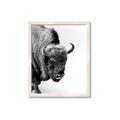 Picture of Buffalo Bill _GroupedProduct_Rectangle_Portrait_Photography _GroupedProduct_Rectangle_Portrait_Framed_Matted_