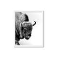 Picture of Buffalo Bill _GroupedProduct_Rectangle_Portrait_Photography _GroupedProduct_Rectangle_Portrait_Framed_Matted_