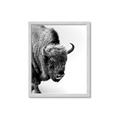 Picture of Buffalo Bill _GroupedProduct_Rectangle_Portrait_Photography _GroupedProduct_Rectangle_Portrait_Framed_Matted_