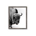 Picture of Buffalo Bill _GroupedProduct_Rectangle_Portrait_Photography _GroupedProduct_Rectangle_Portrait_Framed_Matted_