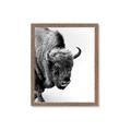 Picture of Buffalo Bill _GroupedProduct_Rectangle_Portrait_Photography _GroupedProduct_Rectangle_Portrait_Framed_Matted_