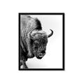 Picture of Buffalo Bill _GroupedProduct_Rectangle_Portrait_Photography _GroupedProduct_Rectangle_Portrait_Framed_Matted_