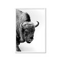 Picture of Buffalo Bill _GroupedProduct_Rectangle_Portrait_Photography _GroupedProduct_Rectangle_Portrait_Framed_Matted_