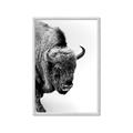 Picture of Buffalo Bill _GroupedProduct_Rectangle_Portrait_Photography _GroupedProduct_Rectangle_Portrait_Framed_Matted_