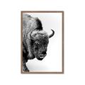 Picture of Buffalo Bill _GroupedProduct_Rectangle_Portrait_Photography _GroupedProduct_Rectangle_Portrait_Framed_Matted_