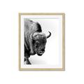 Picture of Buffalo Bill _GroupedProduct_Rectangle_Portrait_Photography _GroupedProduct_Rectangle_Portrait_Framed_Matted_