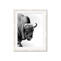 Picture of Buffalo Bill _GroupedProduct_Rectangle_Portrait_Photography _GroupedProduct_Rectangle_Portrait_Framed_Matted_