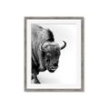 Picture of Buffalo Bill _GroupedProduct_Rectangle_Portrait_Photography _GroupedProduct_Rectangle_Portrait_Framed_Matted_