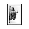 Picture of Buffalo Bill _GroupedProduct_Rectangle_Portrait_Photography _GroupedProduct_Rectangle_Portrait_Framed_Matted_