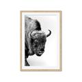 Picture of Buffalo Bill _GroupedProduct_Rectangle_Portrait_Photography _GroupedProduct_Rectangle_Portrait_Framed_Matted_