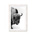 Picture of Buffalo Bill _GroupedProduct_Rectangle_Portrait_Photography _GroupedProduct_Rectangle_Portrait_Framed_Matted_
