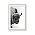 Picture of Buffalo Bill _GroupedProduct_Rectangle_Portrait_Photography _GroupedProduct_Rectangle_Portrait_Framed_Matted_