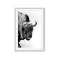 Picture of Buffalo Bill _GroupedProduct_Rectangle_Portrait_Photography _GroupedProduct_Rectangle_Portrait_Framed_Matted_