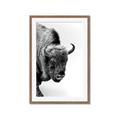 Picture of Buffalo Bill _GroupedProduct_Rectangle_Portrait_Photography _GroupedProduct_Rectangle_Portrait_Framed_Matted_