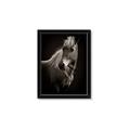 Picture of Ebony, the Horse _GroupedProduct_Rectangle_Portrait_Photography _GroupedProduct_Rectangle_Portrait_Framed_Matted_