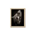 Picture of Ebony, the Horse _GroupedProduct_Rectangle_Portrait_Photography _GroupedProduct_Rectangle_Portrait_Framed_Matted_