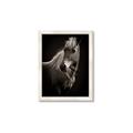Picture of Ebony, the Horse _GroupedProduct_Rectangle_Portrait_Photography _GroupedProduct_Rectangle_Portrait_Framed_Matted_