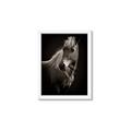 Picture of Ebony, the Horse _GroupedProduct_Rectangle_Portrait_Photography _GroupedProduct_Rectangle_Portrait_Framed_Matted_