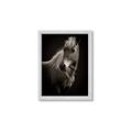 Picture of Ebony, the Horse _GroupedProduct_Rectangle_Portrait_Photography _GroupedProduct_Rectangle_Portrait_Framed_Matted_