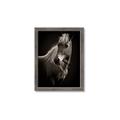 Picture of Ebony, the Horse _GroupedProduct_Rectangle_Portrait_Photography _GroupedProduct_Rectangle_Portrait_Framed_Matted_