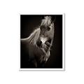 Picture of Ebony, the Horse _GroupedProduct_Rectangle_Portrait_Photography _GroupedProduct_Rectangle_Portrait_Framed_Matted_