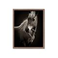 Picture of Ebony, the Horse _GroupedProduct_Rectangle_Portrait_Photography _GroupedProduct_Rectangle_Portrait_Framed_Matted_