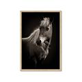 Picture of Ebony, the Horse _GroupedProduct_Rectangle_Portrait_Photography _GroupedProduct_Rectangle_Portrait_Framed_Matted_