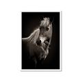 Picture of Ebony, the Horse _GroupedProduct_Rectangle_Portrait_Photography _GroupedProduct_Rectangle_Portrait_Framed_Matted_