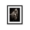 Picture of Ebony, the Horse _GroupedProduct_Rectangle_Portrait_Photography _GroupedProduct_Rectangle_Portrait_Framed_Matted_