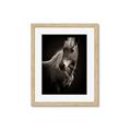 Picture of Ebony, the Horse _GroupedProduct_Rectangle_Portrait_Photography _GroupedProduct_Rectangle_Portrait_Framed_Matted_