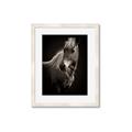 Picture of Ebony, the Horse _GroupedProduct_Rectangle_Portrait_Photography _GroupedProduct_Rectangle_Portrait_Framed_Matted_