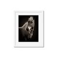 Picture of Ebony, the Horse _GroupedProduct_Rectangle_Portrait_Photography _GroupedProduct_Rectangle_Portrait_Framed_Matted_