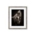 Picture of Ebony, the Horse _GroupedProduct_Rectangle_Portrait_Photography _GroupedProduct_Rectangle_Portrait_Framed_Matted_