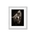 Picture of Ebony, the Horse _GroupedProduct_Rectangle_Portrait_Photography _GroupedProduct_Rectangle_Portrait_Framed_Matted_